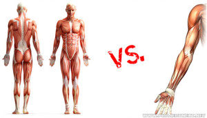 Full Body Workout Vs. Split Routine: Which Is Better?
