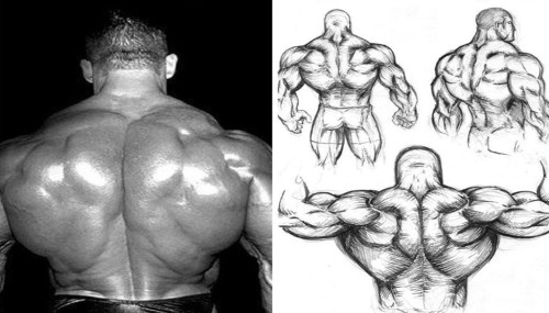 Back Training 101