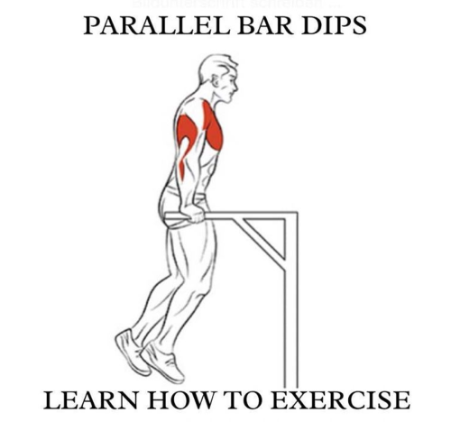 Parallel Bar Dips! Learn How To Exercise