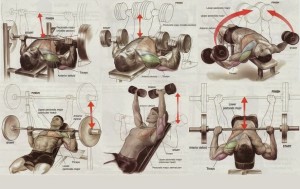 Best Chest Workout Routine