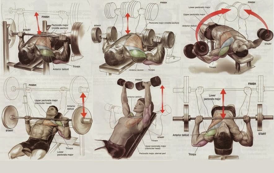 simple dumbbell workout pdf simple dumbbell workout pdf