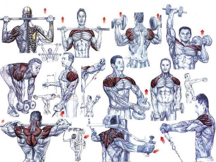 Shoulder Workout Chart Hd