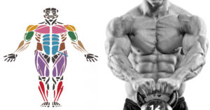 5 TIPS FOR BUILDING MUSCLE BACKED BY SCIENCE