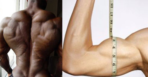 THE CORRELATION TO BIGGER ARMS AND A STRONG BACK