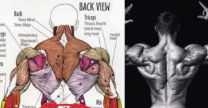THESE ARE THE PRINCIPLES TO BACK AESTHETICS