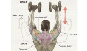 Broad Shoulders – How To Get Them