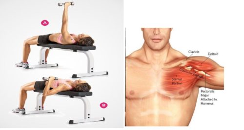 Have You Tried One of The Best Chest Building Exercises ?