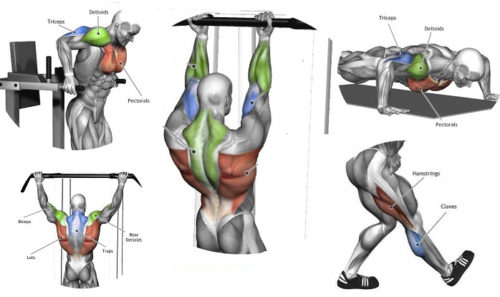 5 Exercises to Build Muscle Without Weights
