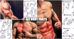 Gym Workouts – All Body Parts