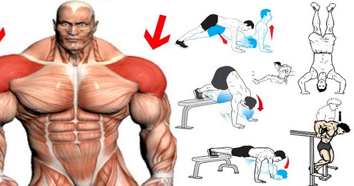 Best Bodyweight Shoulder Exercises You Can Do At Home Project NEXT