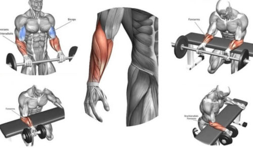 The Best Exercises For Massive Forearm