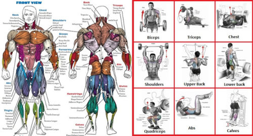 The Top Exercises For Each Muscle Group