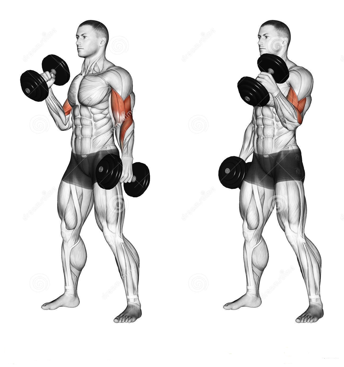 Bodybuilding Shoulder Workout Chart