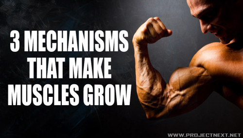 3 Mechanisms That Make Muscles Grow