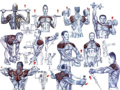 Shoulder Exercises For Beginning Bodybuilders