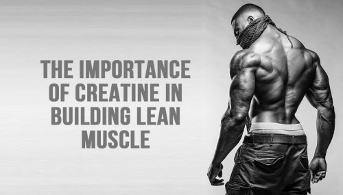The Importance Of Creatine In Building Lean Muscle