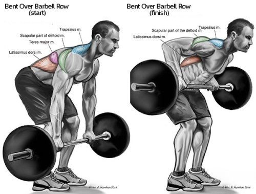 The Top Exercises For The back muscles