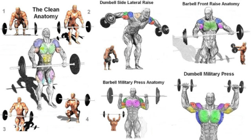 Muscle Day : Basic Shoulder Workouts For A Beginner