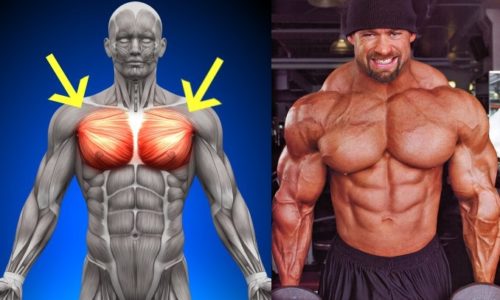 Tips To Build a Massive Chest : Five Must-Do Chest Exercises