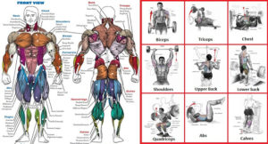 A List Of Top Weight Training Exercises For Each Muscle Group