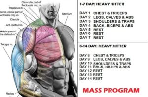 Muscle Mass And Strength Increase- 10 Simple Tips For Great Results