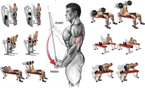 Building Massive Triceps – A Call to Arms