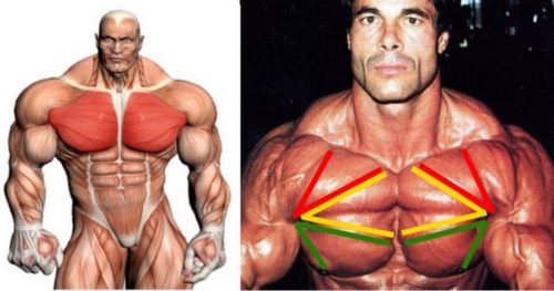 Most Effective Chest Exercises (According To Science)
